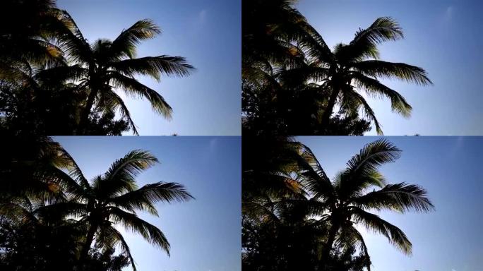 天空背景上棕榈树的剪影