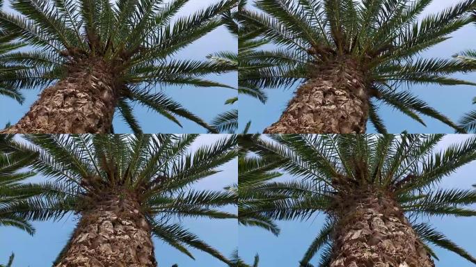 摄像机起重机在棕榈树下移动，4k