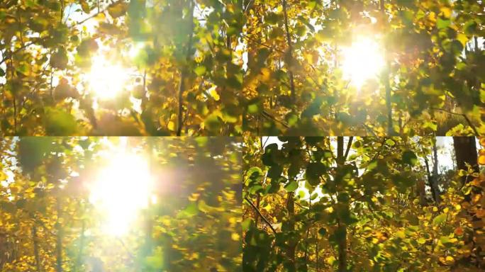 科罗拉多州秋季日，移动的阳光穿过金色的白杨树枝