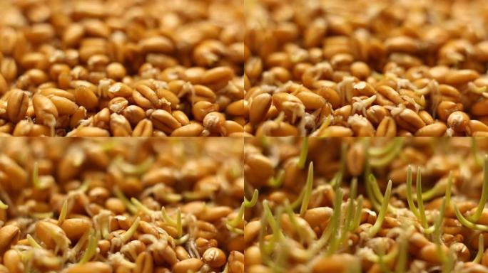 种植小麦种子农业时间流逝