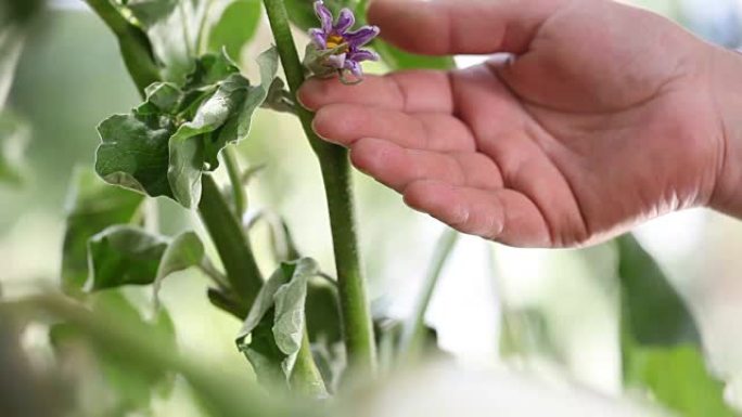 茄子白色植物，在菜园里用手触摸花朵