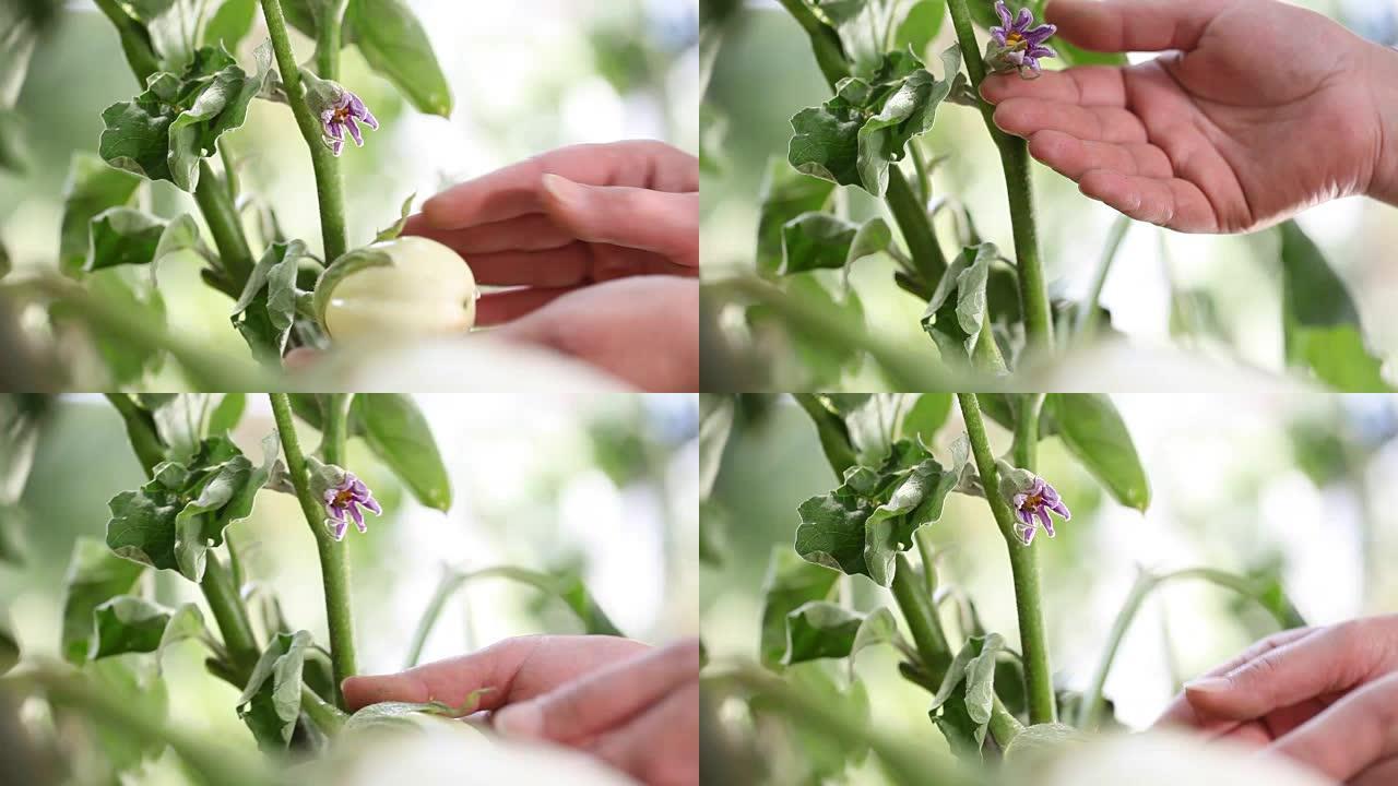 茄子白色植物，在菜园里用手触摸花朵