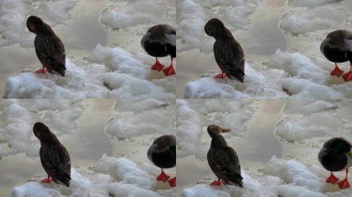 一对鸭子在冰上清洁
