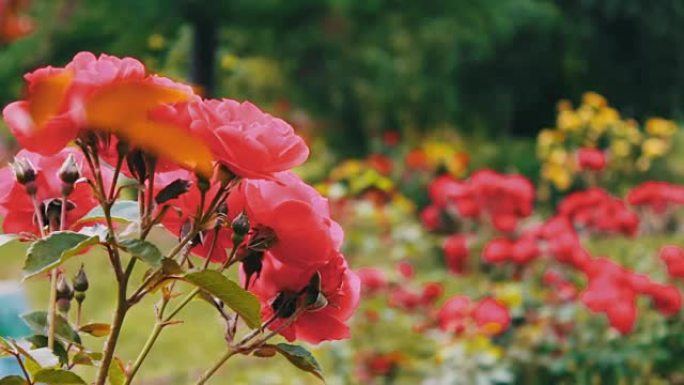 粉红色的玫瑰在花园中，娇嫩的玫瑰在花园里生长