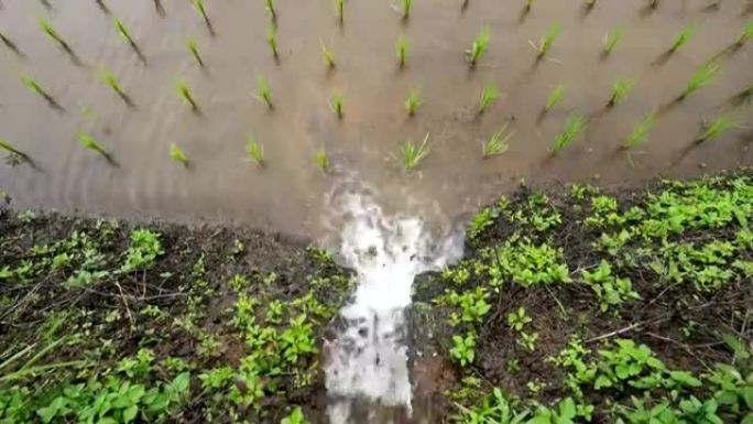 稻田里的秧苗，水从自然流向田野，泰国清迈班帕邦派山部落村:俯视图，TU