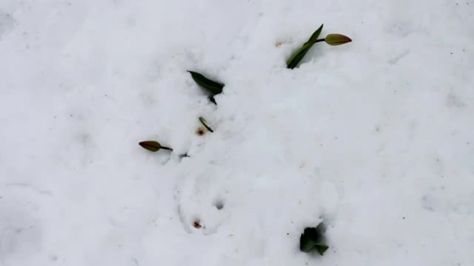 春天暴风雪的后果。雪中的郁金香花