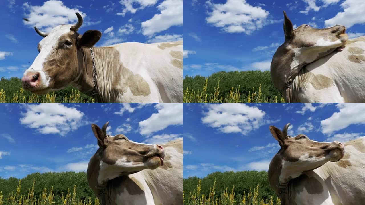 美丽的灰色和白色的母牛在天空背景上的草地上放牧。慢动作