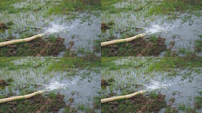 水从管道中流出，稻田泛滥