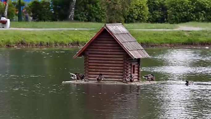 公园里漂浮在湖上的鸭舍