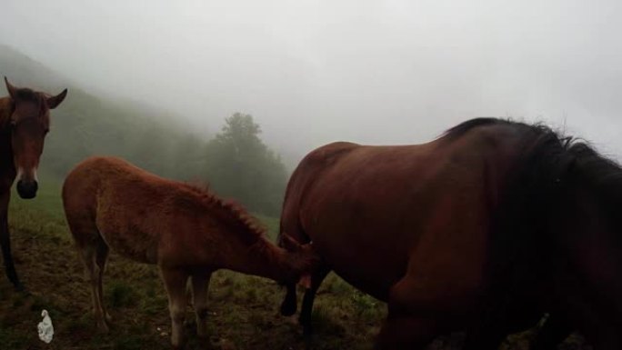 马宝宝试图在雾中喝母亲的牛奶，马舔镜头