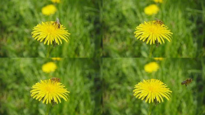 一只蜜蜂从蒲公英收集花蜜，然后飞走，慢动作