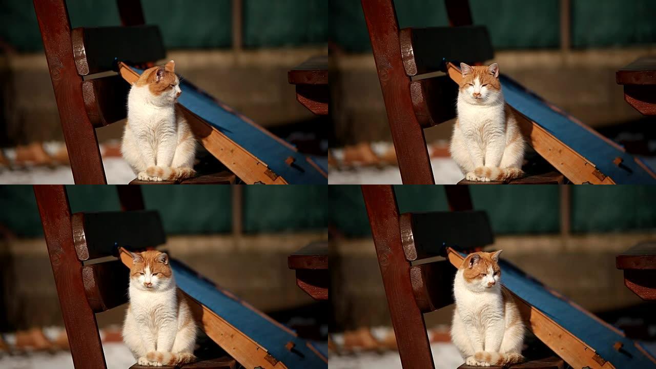 黄白相间的猫坐在木凳上