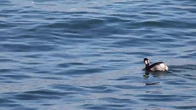 耳格里普，黑双耳，在开阔的水面上游泳