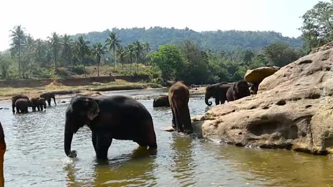 一群野生大象