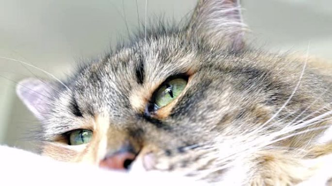 缅因库恩猫眼睛环顾四周眨眼的宏观特写