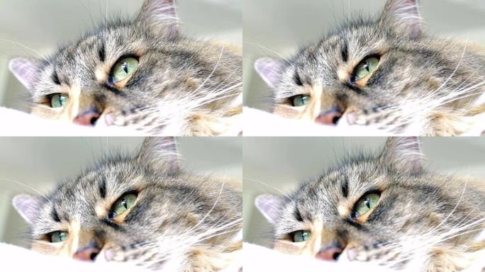 缅因库恩猫眼睛环顾四周眨眼的宏观特写