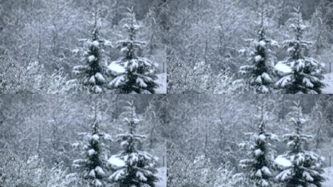 降雪悄悄地落在树枝上。冬天，慢动作