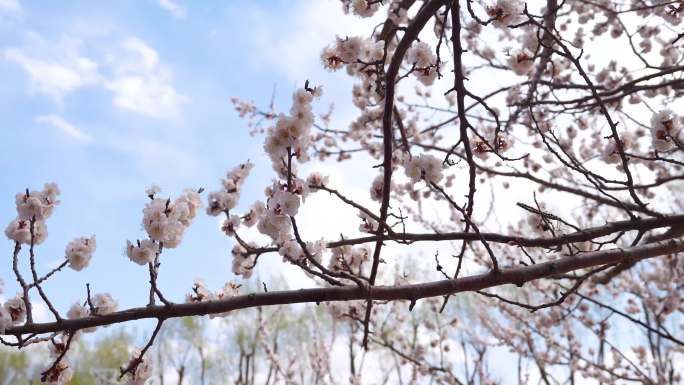 春天山杏开花花蕊特写花粉春色校园