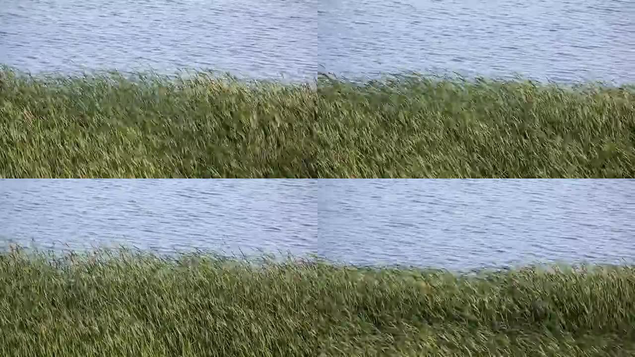 风中的草靠近水