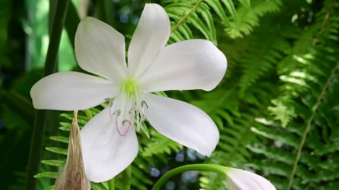 莉莉。百合。它带有许多喇叭形，白色，芬芳且朝外的花朵。全高清。