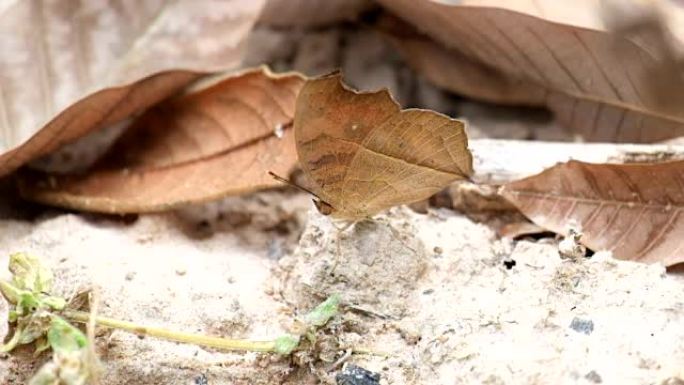 枯叶蝴蝶 (Kallima inachus)