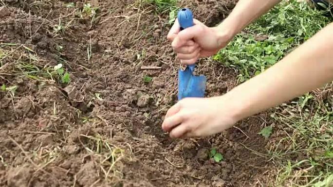 年轻女子在家庭花园中挖掘和播种植物幼苗