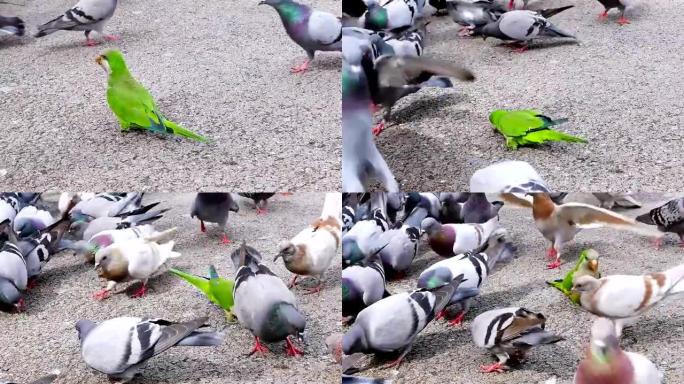 一群吃鸽子和一只绿鹦鹉。是不同的概念