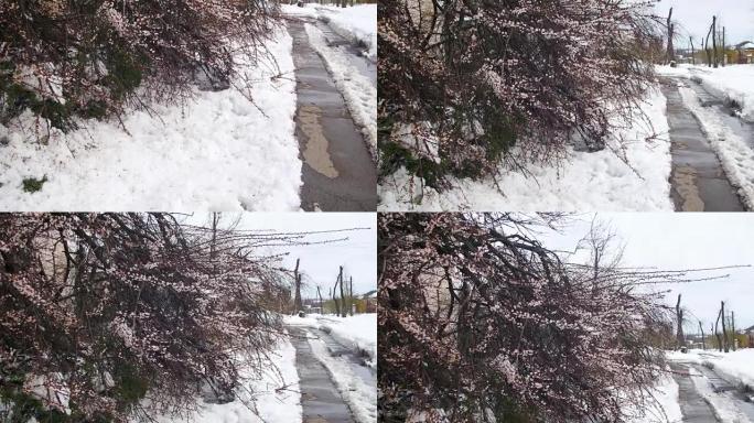 春天4月的异常天气。暴风雪后倒下的树木