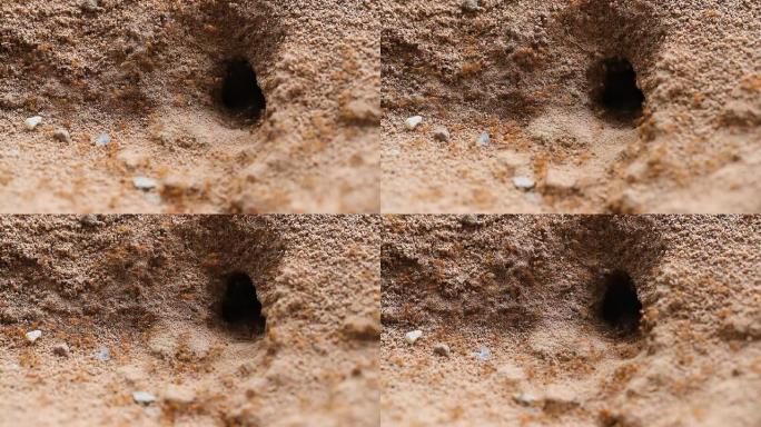 地上有洞的蚂蚁