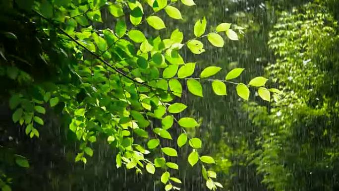 雨天绿春树