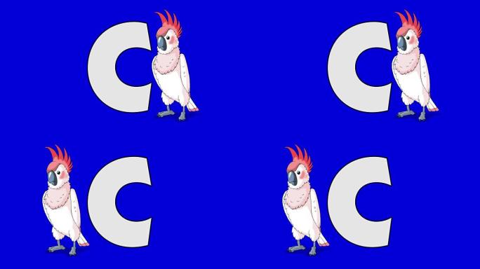 字母C和凤头鹦鹉 (背景)