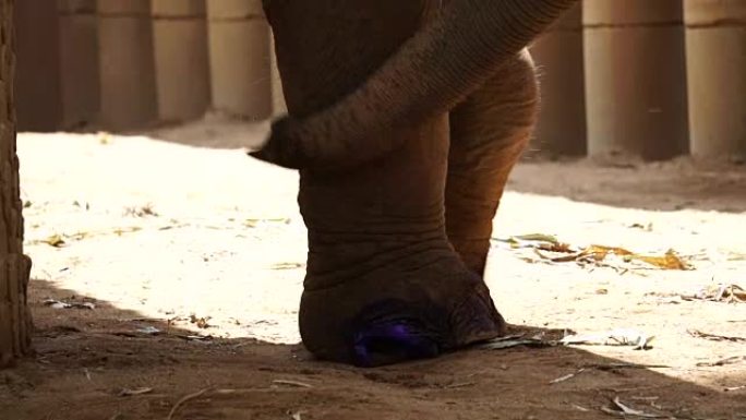 大象脚被药物治愈。一个人因人类陷阱或炸弹受伤