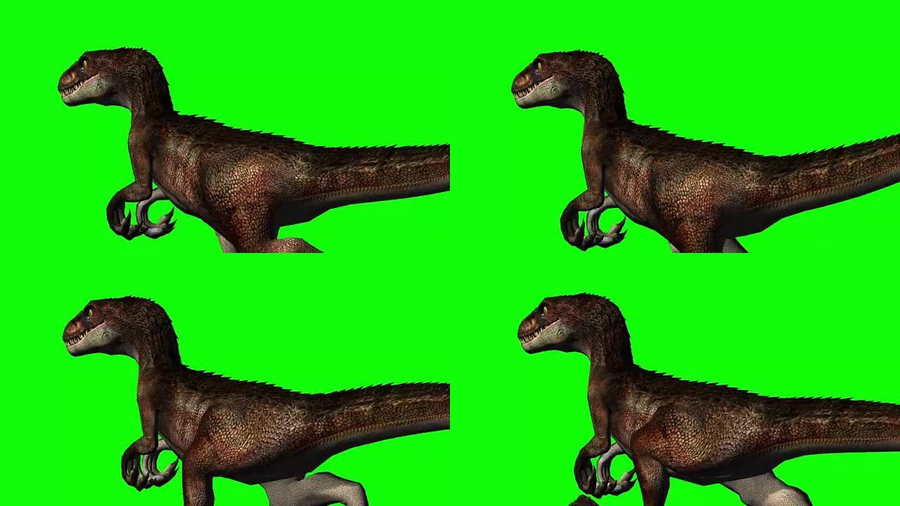 迅猛龙恐龙奔跑-绿色屏幕
