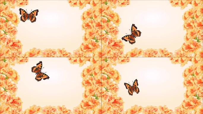视频无缝循环蝴蝶凡妮莎亚特兰大和黄色木槿