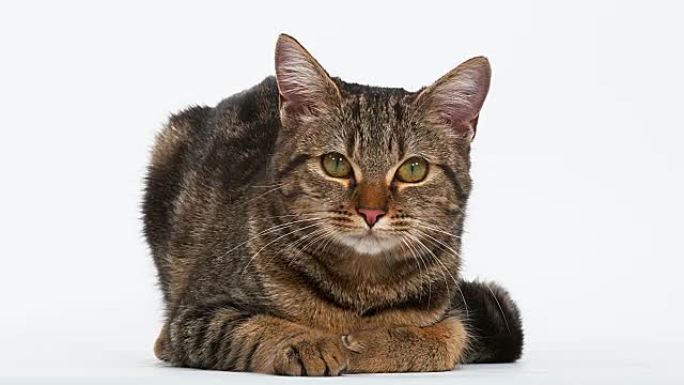 白色背景上的棕色虎斑猫家猫，实时4K