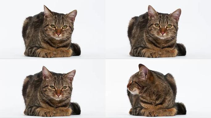 白色背景上的棕色虎斑猫家猫，实时4K