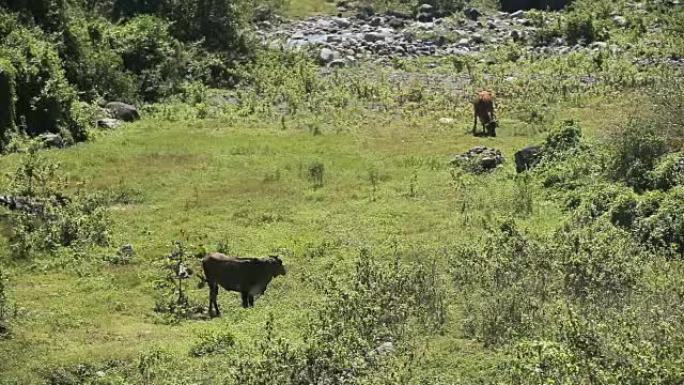 在草地上放牧的奶牛