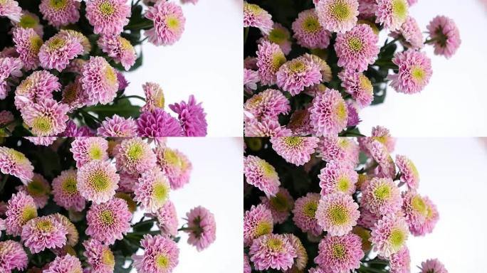 特写，鲜花，花束，白色背景上的旋转，花卉组成由粉红色的桑蒂尼组成