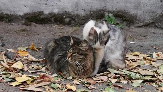 猫喜欢。街上两只野生无家可归的猫互相舔