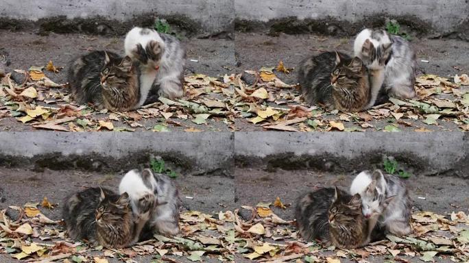 猫喜欢。街上两只野生无家可归的猫互相舔