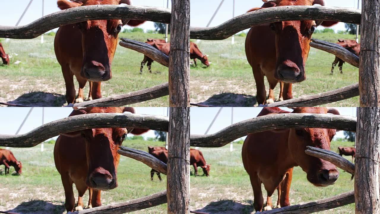 奶牛透过摄像机镜头中的木栅栏，从下面看