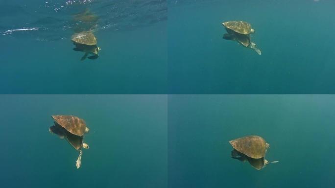 海龟在公海交配。