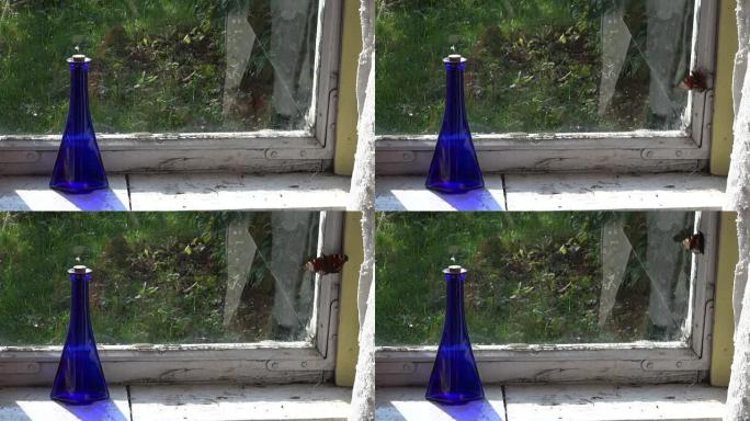 蝴蝶试图飞过窗户