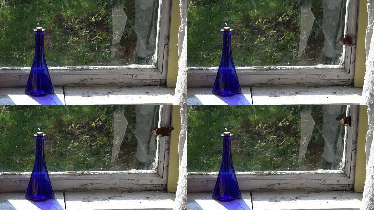蝴蝶试图飞过窗户