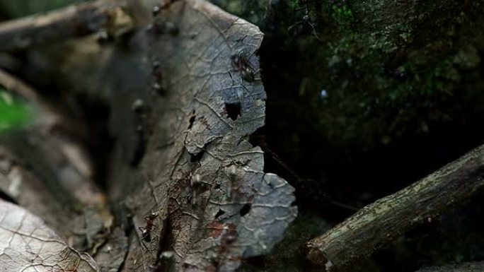 森林中的黑蚂蚁
