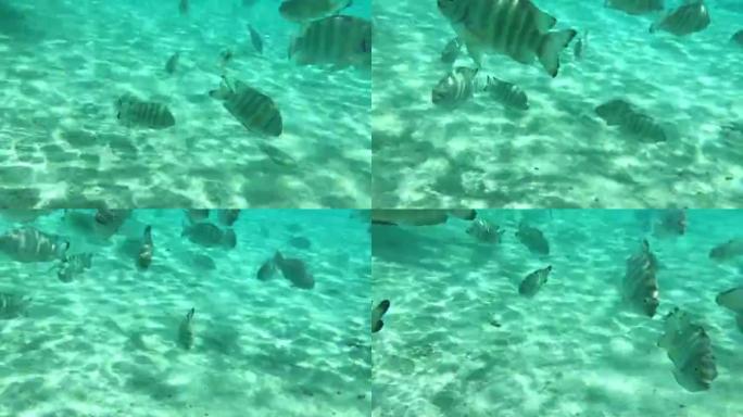 许多鱼在水下游泳