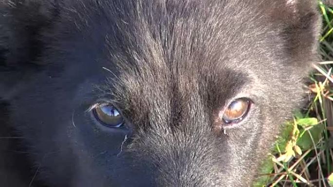 黑色幼犬的眼睛和鼻子
