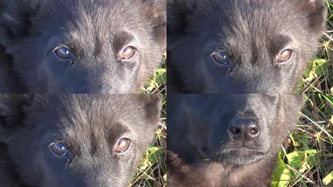 黑色幼犬的眼睛和鼻子