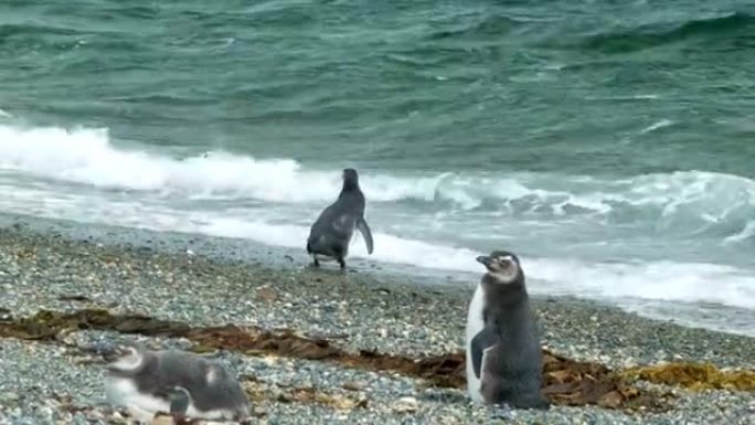 麦哲伦企鹅进入破浪的特写