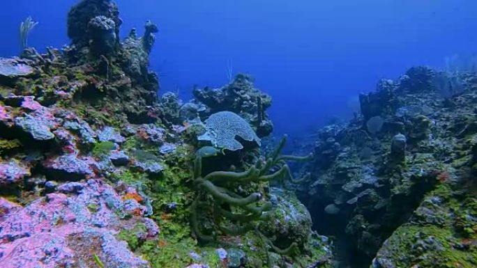 在加勒比海美丽的珊瑚礁上潜水-伯利兹堡礁/龙涎香礁